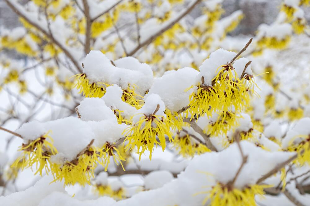 Blüten der Zaubernuss im Schnee